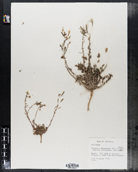 Camissonia claviformis image