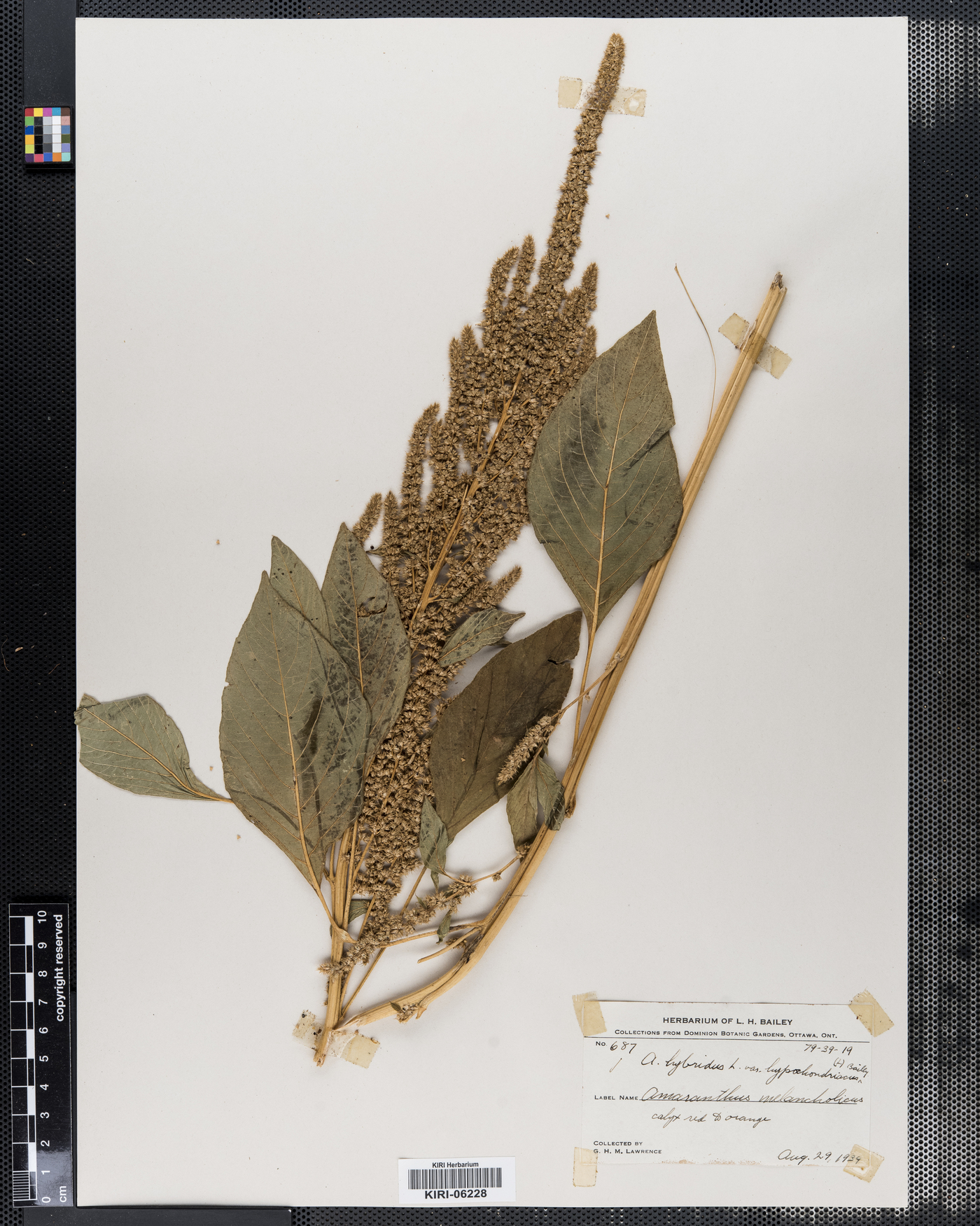 Amaranthus hybridus subsp. hypochondriacus image