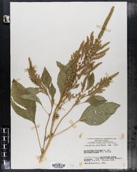 Amaranthus hybridus subsp. hypochondriacus image