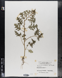 Chenopodium botrys image