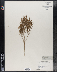 Salicornia herbacea image