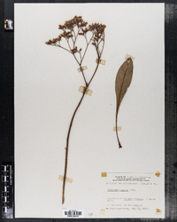 Image of Limonium vulgare