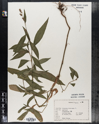 Polygonum persicaria image