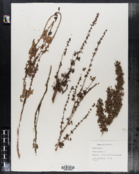 Rumex crispus image