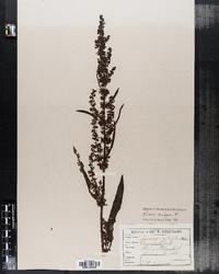 Rumex crispus image