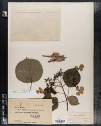 Image of Hydrangea petiolaris