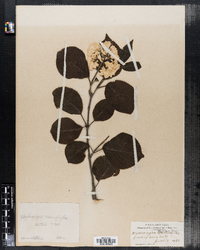 Image of Hydrangea macrophylla