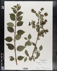 Philadelphus pekinensis image