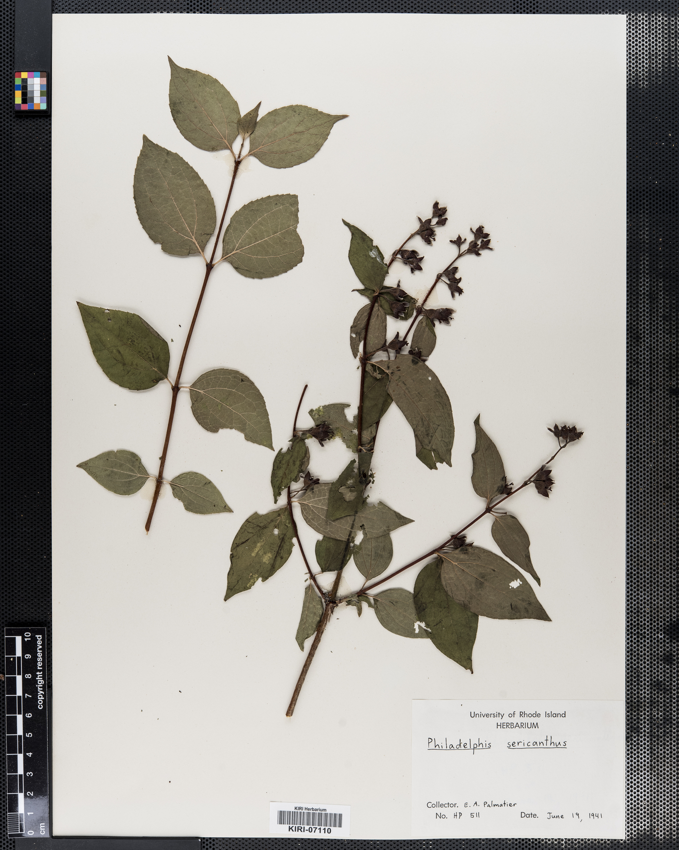 Philadelphus sericanthus image