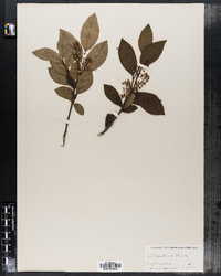 Lyonia ligustrina image