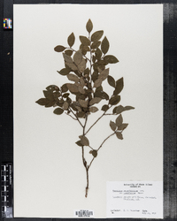 Vaccinium angustifolium image