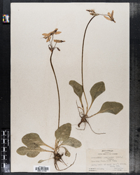 Image of Dodecatheon latifolium