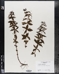 Lysimachia quadrifolia image