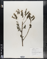 Image of Phacelia crenulata