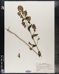 Gentianella quinquefolia ssp. quinquefolia image