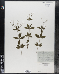 Galium circaezans image