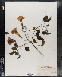 Image of Bignonia violacea