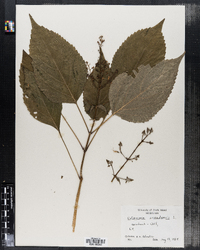 Collinsonia canadensis image