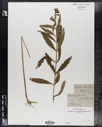 Dracocephalum parviflorum image