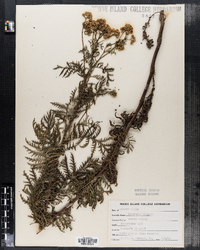 Tanacetum vulgare image