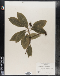 Image of Pittosporum undulatum