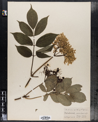 Sambucus nigra ssp. canadensis image