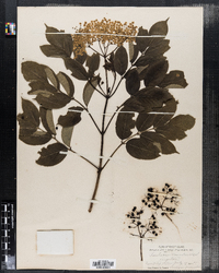 Sambucus nigra ssp. canadensis image