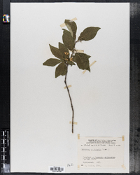 Image of Lonicera chrysantha