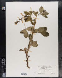Image of Thermopsis fabacea