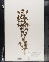 Trifolium arvense image