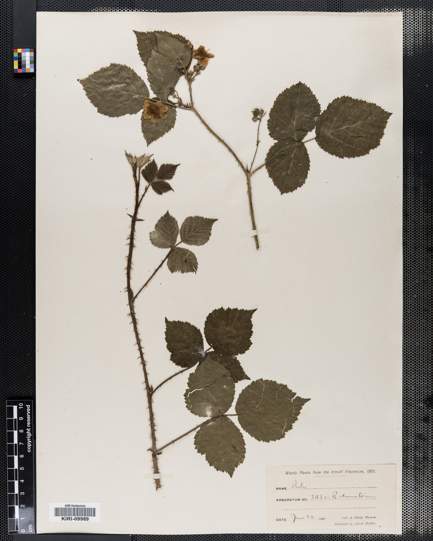 Rubus dumetorum image