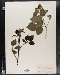 Image of Rubus corylifolius