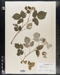 Rubus idaeus image