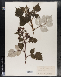 Rubus phoenicolasius image