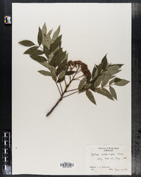 Sorbus americana image