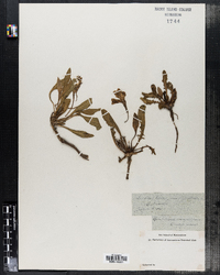 Oenothera caespitosa image