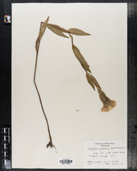Image of Oenothera pratensis