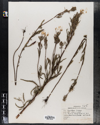 Image of Oenothera linearis