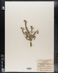 Camissonia boothii ssp. alyssoides image