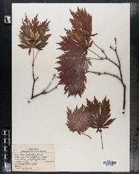 Acer palmatum image