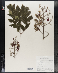 Koelreuteria paniculata image