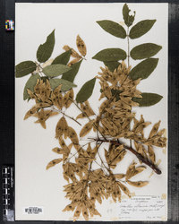 Ailanthus altissima image