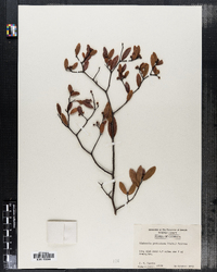 Image of Glabraria geniculata