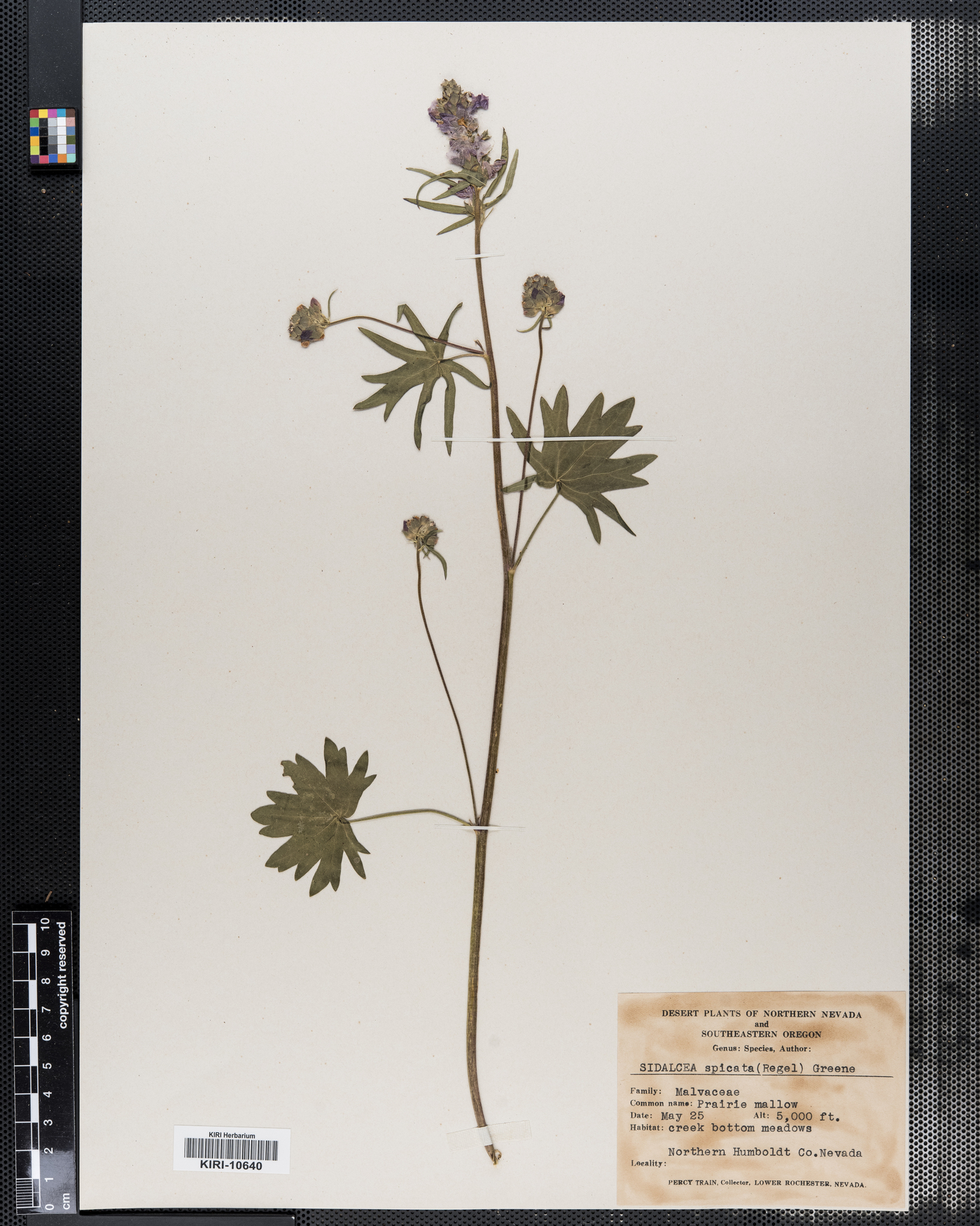 Sidalcea oregana ssp. spicata image
