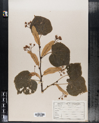 Tilia cordata image