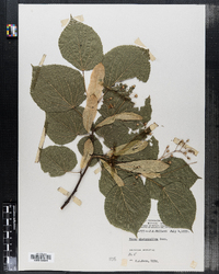 Tilia platyphyllos image