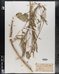 Image of Brassica carinata