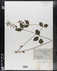 Image of Scutellaria versicolor