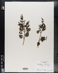 Scutellaria laterifolia image