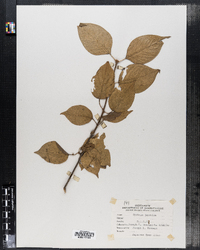 Image of Syringa japonica